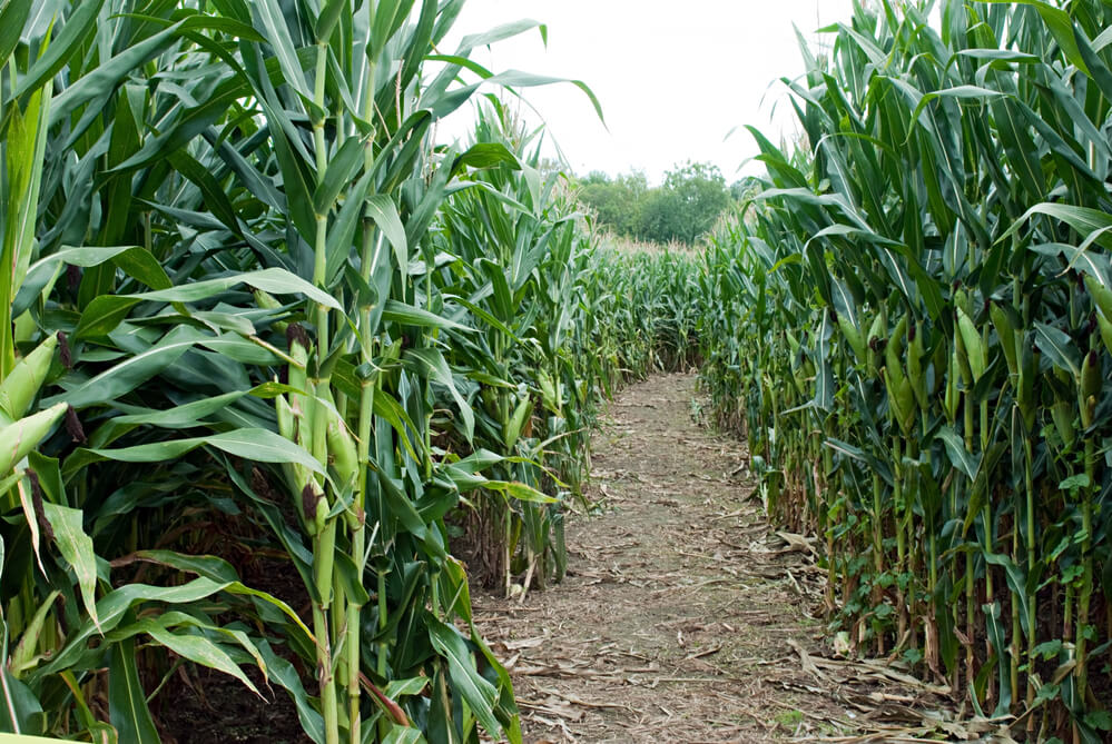 Corn Maze - Fall Activities