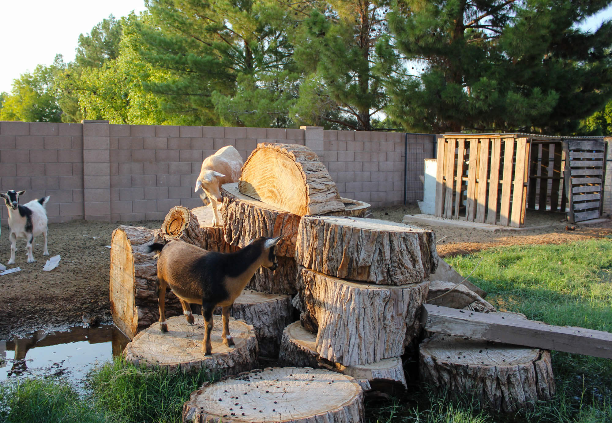 Homesteading - Goats Climbing up on Logs