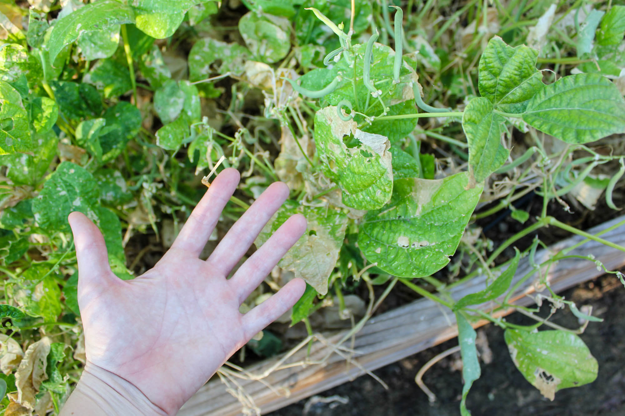 Homesteading by Hand