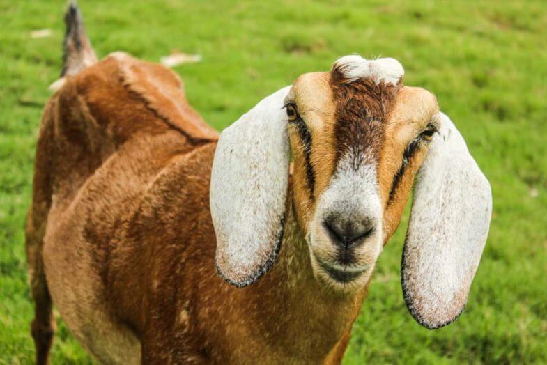 how much does a goat cost