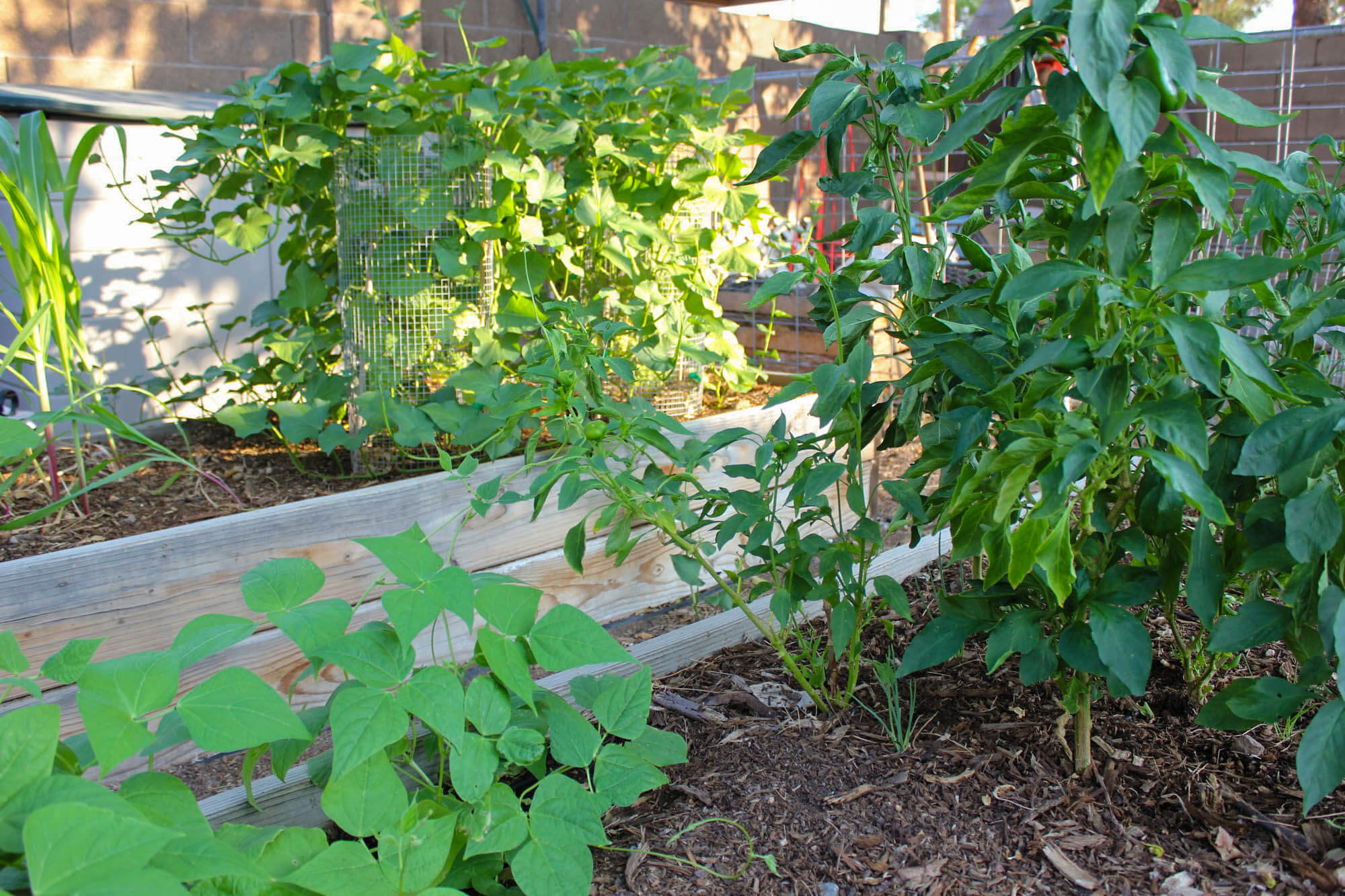 Homesteading - Vegetables Garden