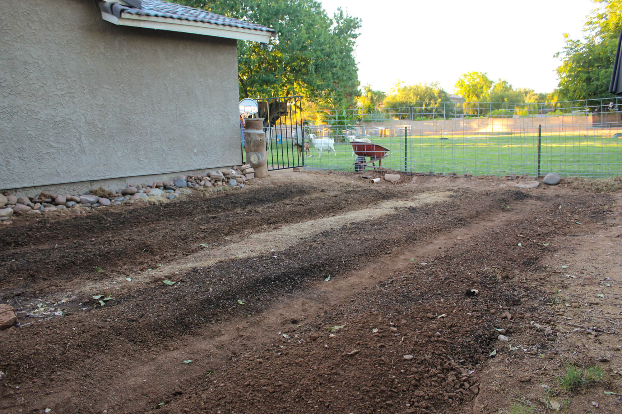 Homesteading - Tilling Fields