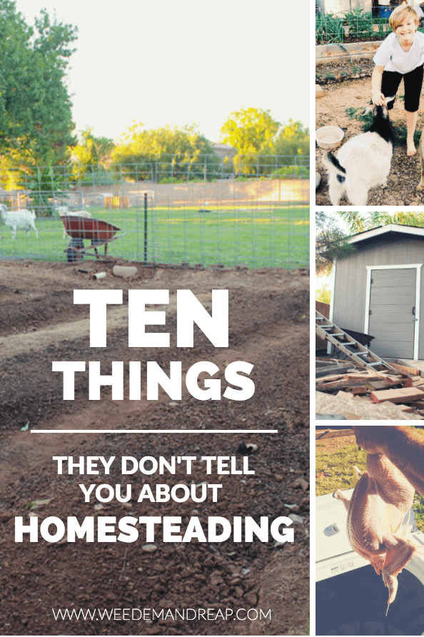 Homesteading - Ten Things They Don't Tell You About 