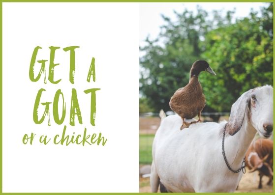 get a goat