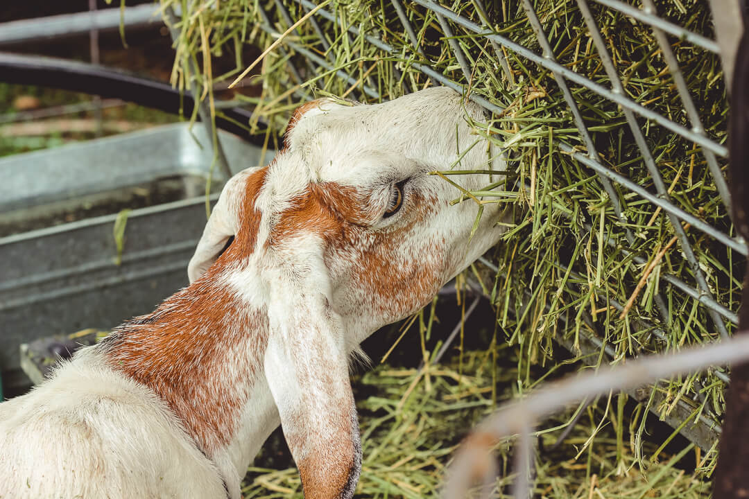 Nubian goat eating hay from hay feeder.