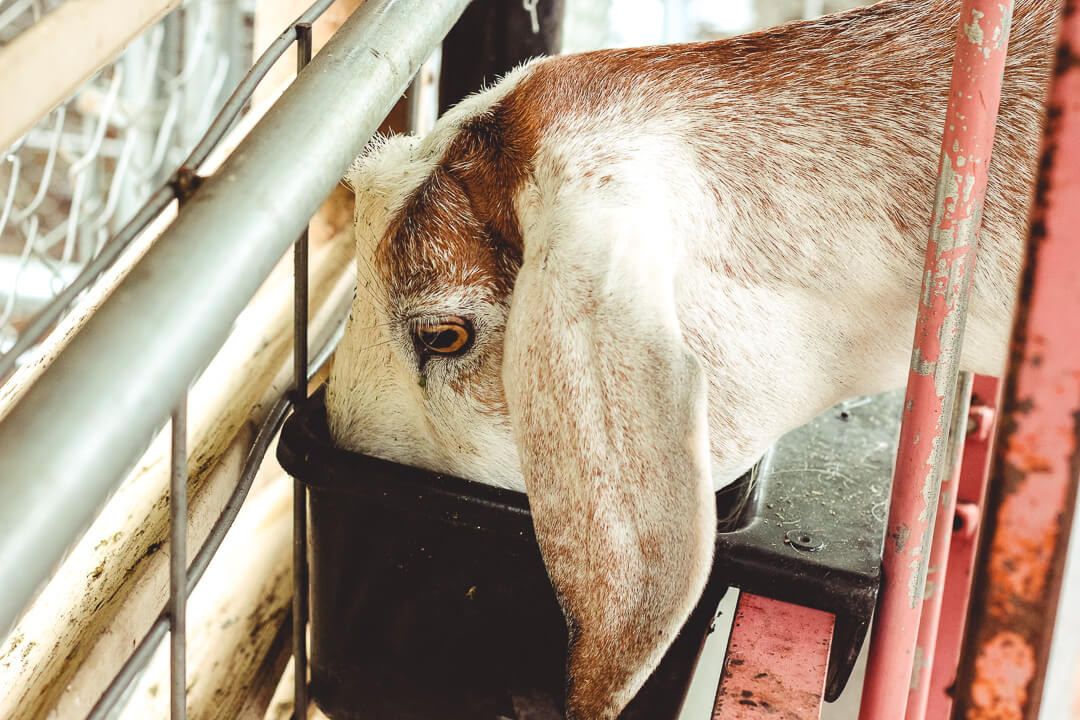 Goat diet | Nubian goat eating grain mixture from feed trough.