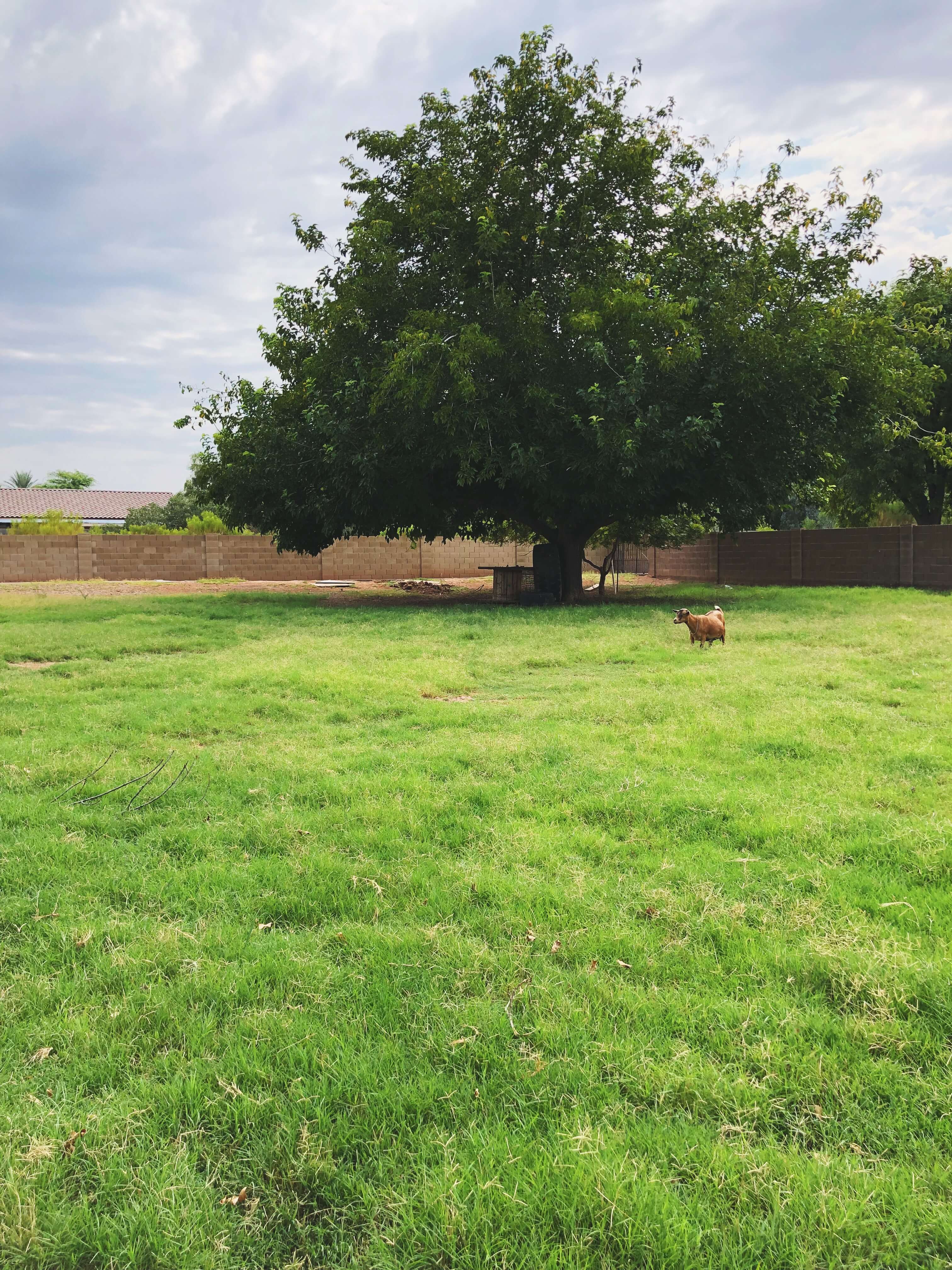 Nigerian Dwarf goat roaming pasture foraging for food.