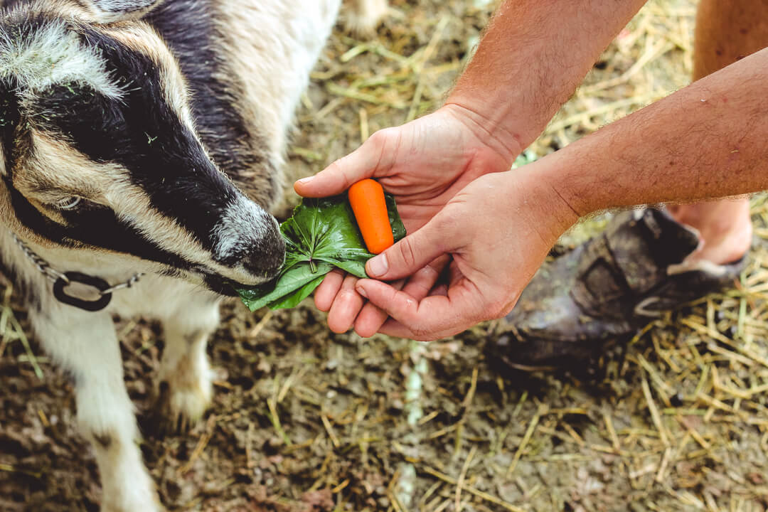 Goat eating sweet potato leaves & carrots.