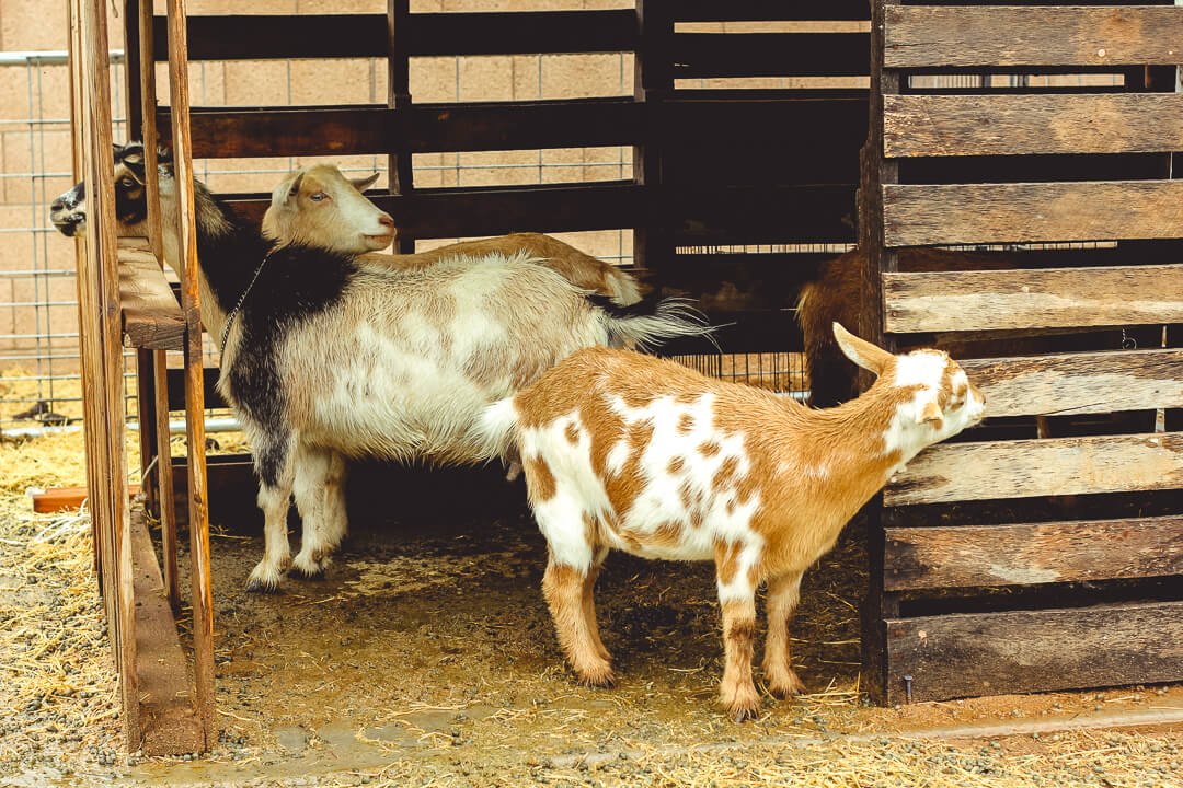 Nigerian goats in pallet goat shelter.