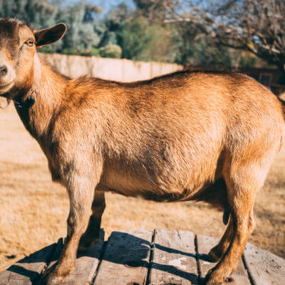 17 Pygmy Goats That Will Melt Your Heart - Weed 'em & Reap