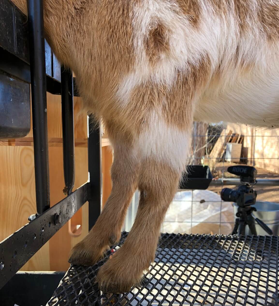 Our Limping Goat Carpal Hyperextension in Nigerian Dwarfs Weed 'em