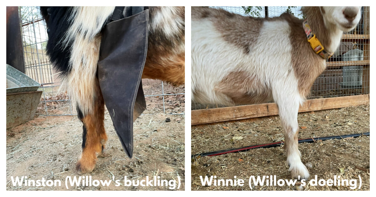 Our Limping Goat Carpal Hyperextension in Nigerian Dwarfs Weed 'em