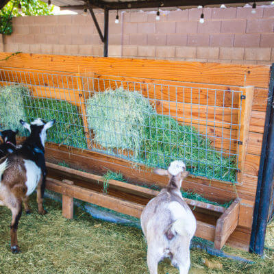The BEST Goat Feeder for adults & babies!