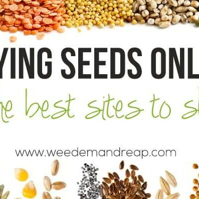 buying-seeds-online