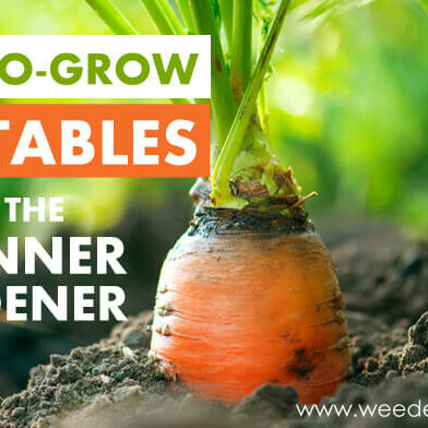 5 Easy-to-grow Vegetables for the Beginner Gardener