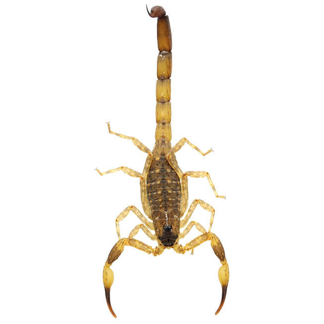 Scorpion  isolated on white. No shadow