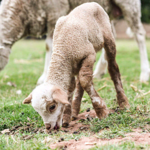 east-friesian-lamb-sheep